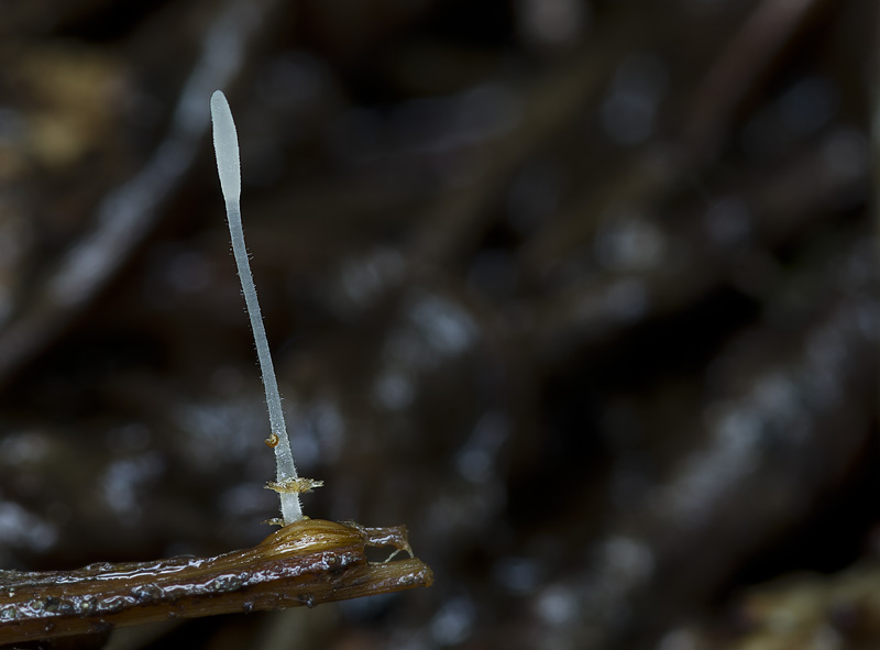 Typhula athyrii